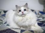 Winston - Ragdoll Cat For Sale - Tuscaloosa&comma; AL&comma; US