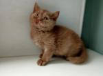 Samantha - British Shorthair Cat For Sale - Hollywood&comma; FL&comma; US
