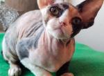 Valkyria - Devon Rex Cat For Sale - Norwalk&comma; CT&comma; US
