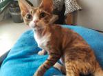 Thea - Devon Rex Cat For Sale - Norwalk&comma; CT&comma; US