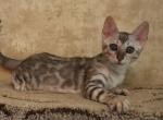 Lola - Bengal Cat For Sale - Norwalk&comma; CT&comma; US