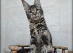 Britni - Maine Coon Cat For Sale - Miami&comma; FL&comma; US
