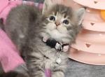 Pepper - Maine Coon Cat For Sale - Attica&comma; MI&comma; US