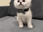 Icarus - British Shorthair Cat For Sale - Phila&comma; PA&comma; US