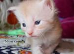 Dagwood - Maine Coon Cat For Sale - Santa Maria&comma; CA&comma; US