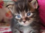 Darwin - Maine Coon Cat For Sale - Santa Maria&comma; CA&comma; US