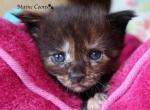 Dixie - Maine Coon Cat For Sale - Santa Maria&comma; CA&comma; US