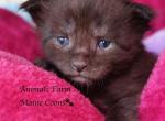 Dodson - Maine Coon Cat For Sale - Santa Maria&comma; CA&comma; US