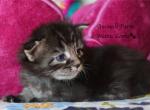 Doria - Maine Coon Cat For Sale - Santa Maria&comma; CA&comma; US