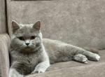 Milasha - British Shorthair Cat For Sale - Los Angeles&comma; CA&comma; US