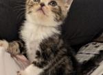 Tigger - Exotic Cat For Sale - Talco&comma; TX&comma; US