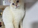 Robin - Scottish Straight Cat For Sale - Miami&comma; FL&comma; US