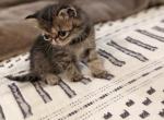 Chelsea - Exotic Cat For Sale - Talco&comma; TX&comma; US