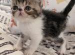 Jack - Exotic Cat For Sale - Talco&comma; TX&comma; US