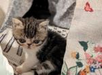 Jill - Exotic Cat For Sale - Talco&comma; TX&comma; US