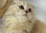 Mickey - Scottish Fold Cat For Sale - Miami&comma; FL&comma; US