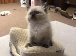 Seal Point Female Ragdoll kitten - Ragdoll Cat For Sale - Pittsfield&comma; MA&comma; US