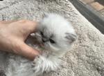 New kittens - Persian Cat For Sale - Fort Worth&comma; TX&comma; US