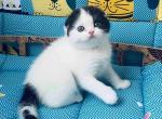 Pandora - Scottish Fold Cat For Sale - Hollywood&comma; FL&comma; US
