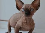 Olivia - Bambino Cat For Sale - Hollywood&comma; FL&comma; US