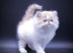 Dandy - Persian Cat For Sale - Hollywood&comma; FL&comma; US