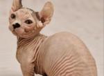 Eragon - Bambino Cat For Sale - Hollywood&comma; FL&comma; US