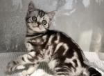 Quinton - British Shorthair Cat For Sale - Hollywood&comma; FL&comma; US