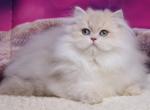 Tender - British Shorthair Cat For Sale - Hollywood&comma; FL&comma; US