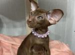 Zlatan - Oriental Cat For Sale - Pembroke Pines&comma; FL&comma; US