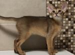 Uslada - Abyssinian Cat For Sale - Pembroke Pines&comma; FL&comma; US