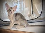 Ultra - Abyssinian Cat For Sale - Pembroke Pines&comma; FL&comma; US