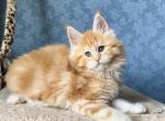 Iris - Maine Coon Cat For Sale - Miami&comma; FL&comma; US