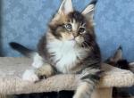 Iceberg - Maine Coon Cat For Sale - Miami&comma; FL&comma; US