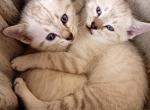Ginger Litter 1 - Bengal Cat For Sale - Denver&comma; CO&comma; US