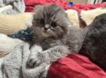 Fluff - Scottish Fold Cat For Sale - Denver&comma; CO&comma; US