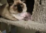 Bruno - Balinese Cat For Sale - CA&comma; US