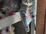 Winston - Scottish Fold Cat For Sale - Molalla&comma; OR&comma; US
