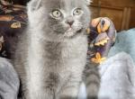 Dunkin - Scottish Fold Cat For Sale - Molalla&comma; OR&comma; US
