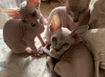 Elf tiny baby girl - Sphynx Cat For Sale - Massapequa&comma; NY&comma; US