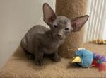 Hairless Brn Peterbald - Peterbald Cat For Sale - Dallas&comma; TX&comma; US
