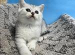 Milo - Scottish Straight Cat For Sale - Renton&comma; WA&comma; US