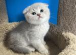 Benny - Scottish Fold Cat For Sale - Renton&comma; WA&comma; US