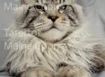 Morphius Breeder - Maine Coon Cat For Sale - Braham&comma; MN&comma; US