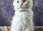 Miky - Maine Coon Cat For Sale - Staten Island&comma; NY&comma; US