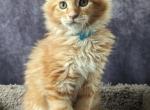 Mario - Maine Coon Cat For Sale - Staten Island&comma; NY&comma; US