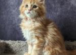 Maddy - Maine Coon Cat For Sale - Staten Island&comma; NY&comma; US