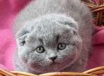 Umka - Scottish Fold Cat For Sale - Hollywood&comma; FL&comma; US
