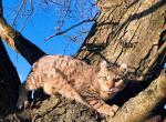 Male Highlander - Highlander Cat For Sale - IN&comma; US