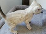 Seal Blue Lynx Teal Collar - Bengal Cat For Sale - Bradner&comma; OH&comma; US