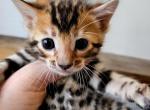 Brown Rosetted Female - Bengal Cat For Sale - Bradner&comma; OH&comma; US